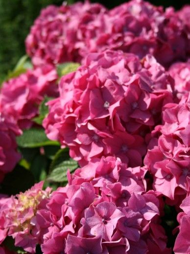 Hydrangea mac. ‘Forever & Ever Red’ (BOL/ROOD)