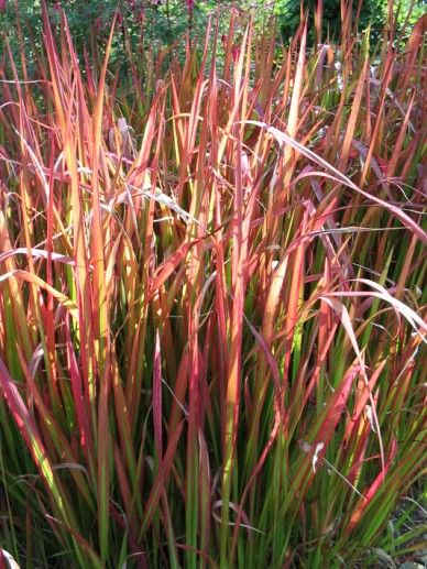 Imperata cyl. ‘Red Baron’ (GRAS)