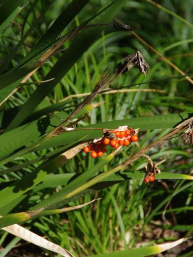 Iris foetidissima (GRIJS/PURPER)