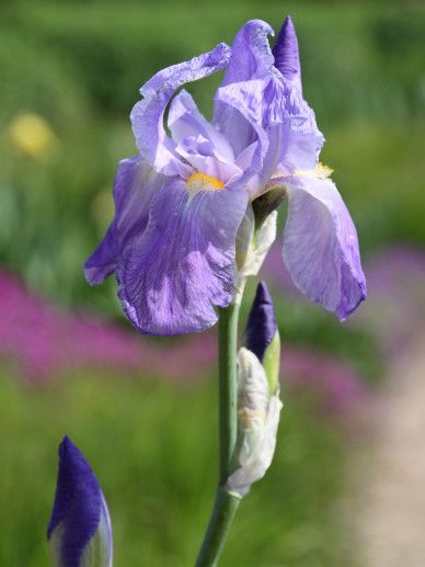 Iris (G) ‘Empress of India’ (BLAUW)