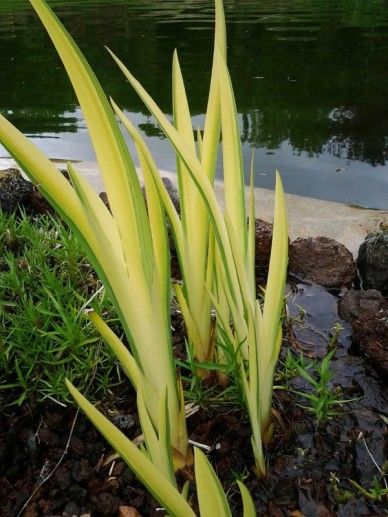 Iris pseudacorus (GEEL)