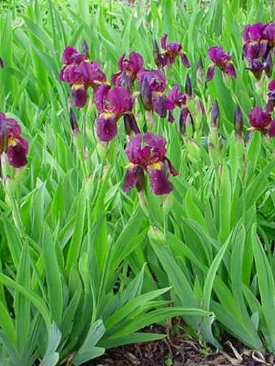 Iris (G) ‘Red Orchid’ (ROOD)