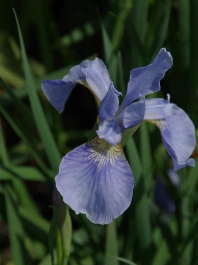 Iris sib. ‘Perry’s Blue’ (BLAUW)