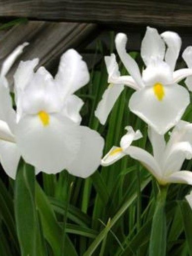 Iris (G) ‘White Knight’ (WIT)