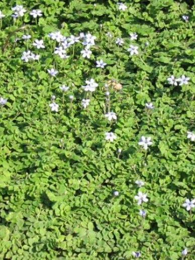 Isotoma fluviatilis (BLAUW)