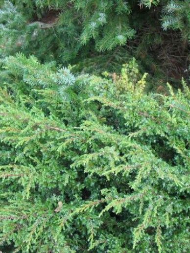 Juniperus com. ‘Repanda’