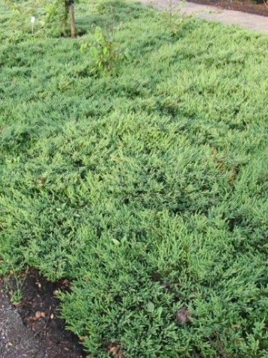 Juniperus com. ‘Green Carpet’