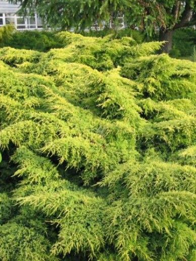 Juniperus pfi. ‘Gold Coast’