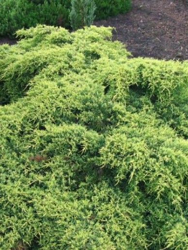 Juniperus pfi. ‘Old Gold’