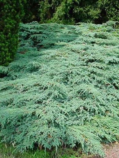 Juniperus squ. ‘Blue Carpet’