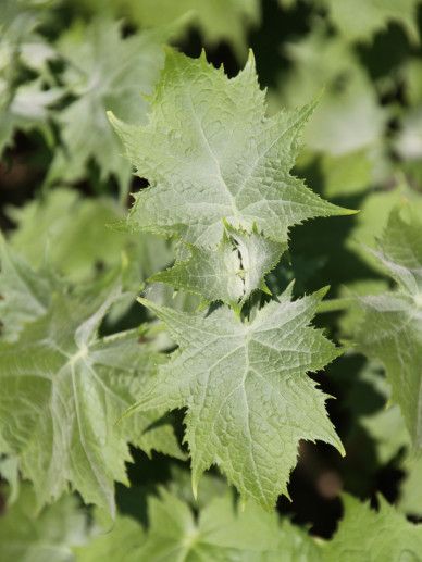 Kirengeshoma koreana (GEEL)