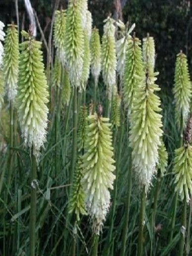 Kniphofia ‘Ice Queen’
