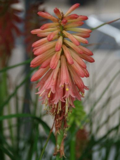 Kniphofia ‘Redhot Popsicle’
