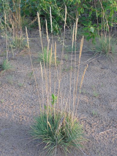 Koeleria glauca (GRAS)