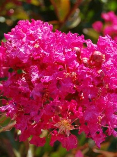 Lagerstroemia ind. ‘Coccinea’ (ROOD)