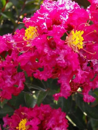 Lagerstroemia ind. ‘Berry Dazzle’ (ROOD)