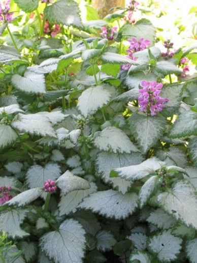 Lamium mac. ‘Beacon Silver’ (LILA)