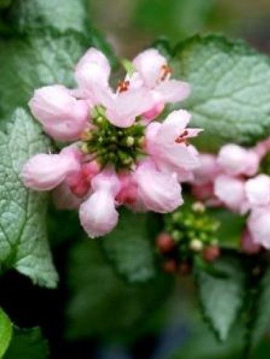 Lamium mac. ‘Pink Pewter’ (ROZE)