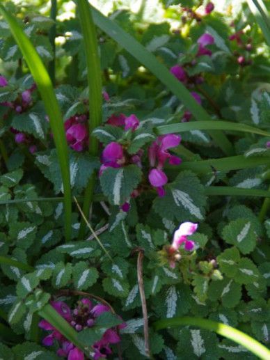 Lamium mac. ‘Roseum’ (ROZE)