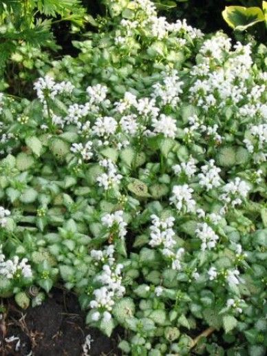 Lamium mac. ‘White Nancy’ (WIT)