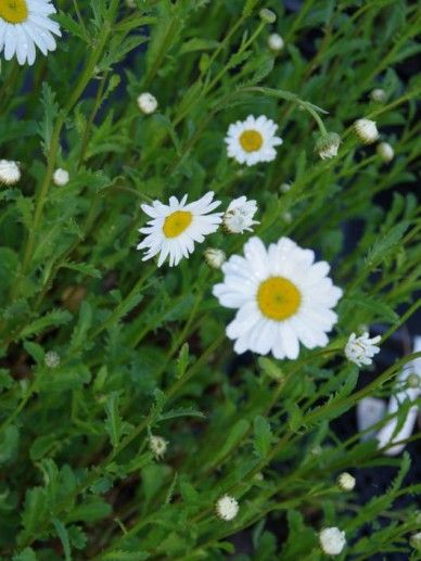 Leucanthemum vulgare