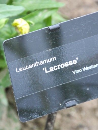 Leucanthemum (S) ‘Lacrosse’