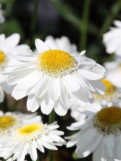 Leucanthemum (S) ‘Polaris’