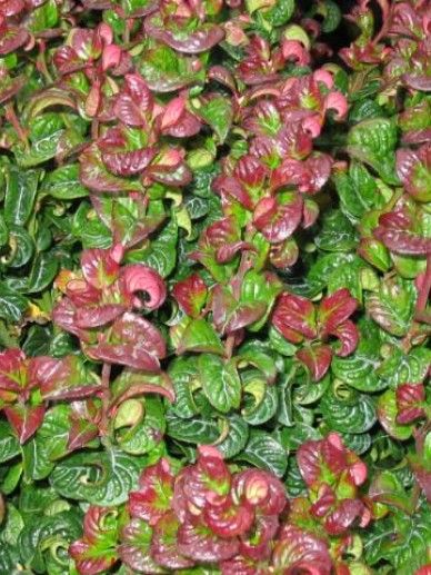 Leucothoe axi. ‘Curly Red’