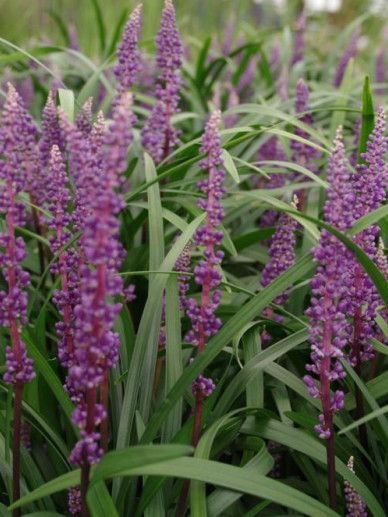 Liriope mus. ‘Royal Purple’ (PAARS)