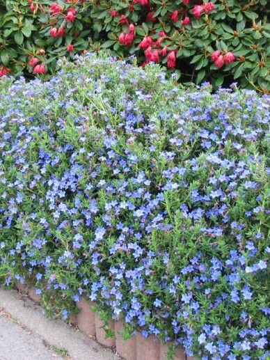 Lithodora dif. ‘Star’ (BLAUW/WIT)