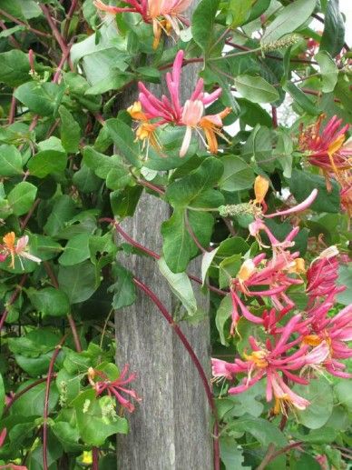 Lonicera hec. ‘Goldflame’