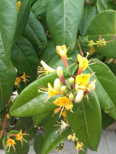 Lonicera henryi