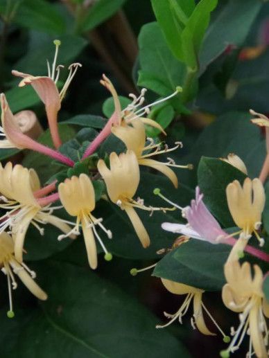 Lonicera jap. ‘Red World’