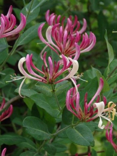 Lonicera per. ‘Belgica’