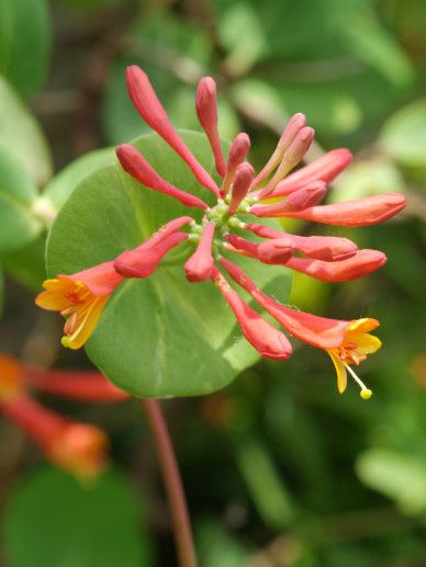 Lonicera bro. ‘Dropmore Scarlet’