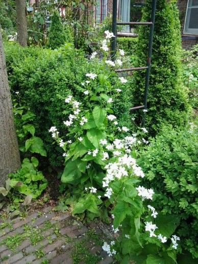 Lunaria annua (PAARS/VIOLET)