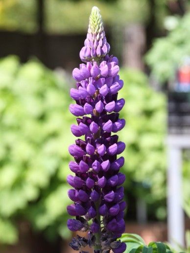 Lupinus ‘Noblemaiden’ (WIT)