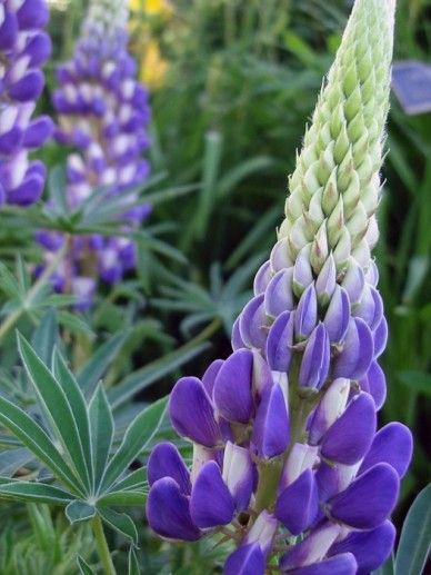 Lupinus ‘Gallery White’ (WIT)