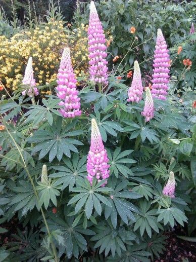 Lupinus ‘The Chatelaine’ (ROZE/WIT)
