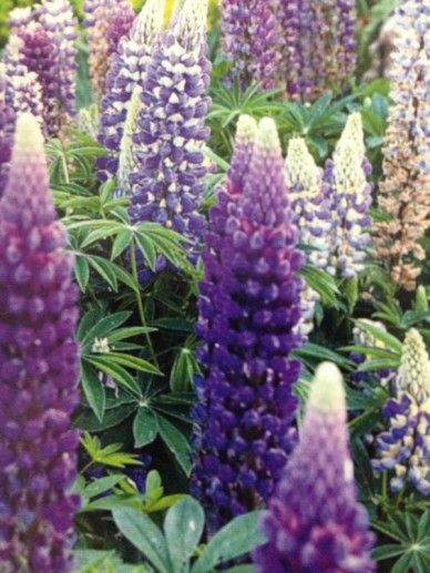 Lupinus ‘The Governor’ (BLAUW/WIT)