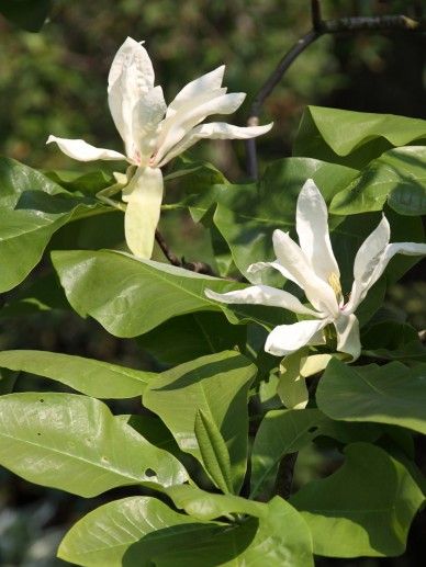 Magnolia denudata (WIT)