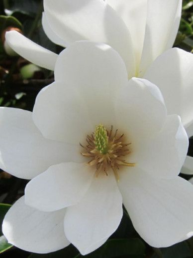 Magnolia ‘Fairy White’ (MICHELIA)