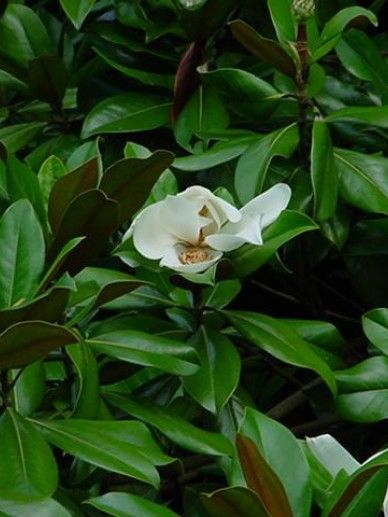 Magnolia gra. ‘Galissonniere’ (WIT/GB)