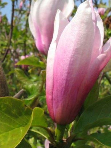 Magnolia ‘Emperor’ (ROZE)