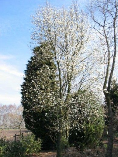 Magnolia kobus (WIT)