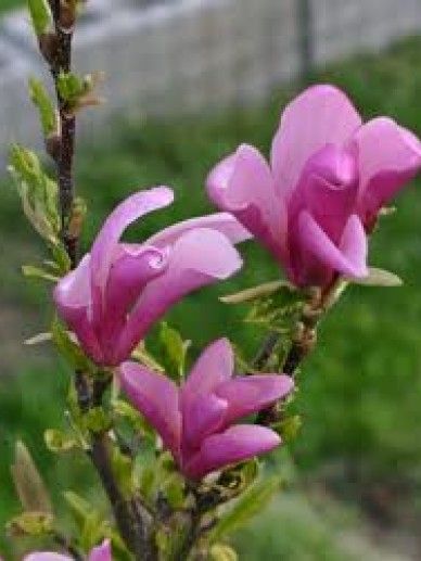 Magnolia lil. ‘Nigra’ (PAARS/ROOD)