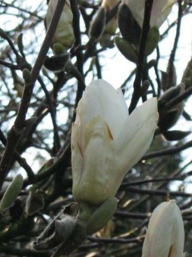 Magnolia sou. ‘Alba Superba’ (WIT)