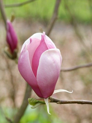 Magnolia soulangeana (WIT/ROZE)
