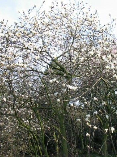 Magnolia stellata (WIT)