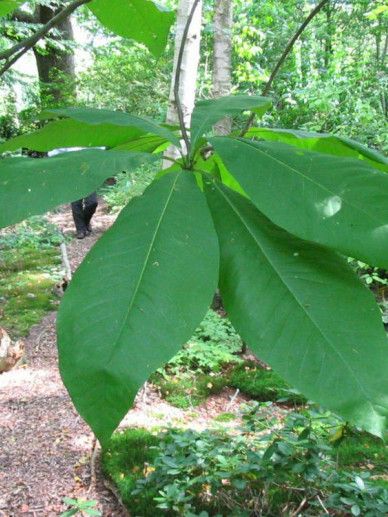 Magnolia tripetala (WIT)